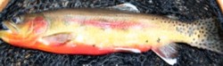 California Golden Trout