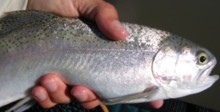 Eagle Lake Rainbow Trout