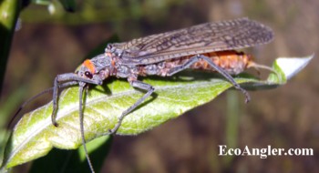 Salmonfly  Pteronarcella