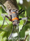 Big Salmonfly