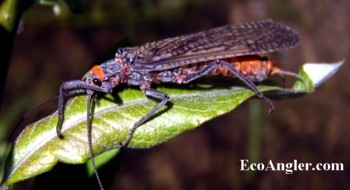 Salmonfly  Pteronarcella