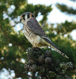 American Kestrel