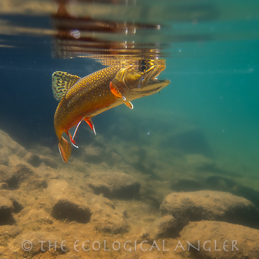 Brook trout photographed underwater in Sierra Nevada lake.