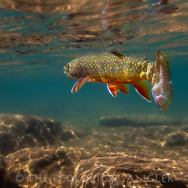 Brook trout photographed underwater feeding on surface of Sierra Nevada lake.