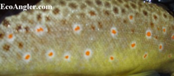 Brown trout spotting