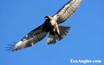 Underside wingspan of the red-tailed hawk
