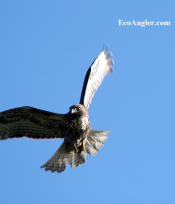 Hawk flapping wings