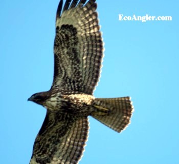 The red-tailed hawk displays dark throat, broad patagial bars, and rufous tone to underbody.