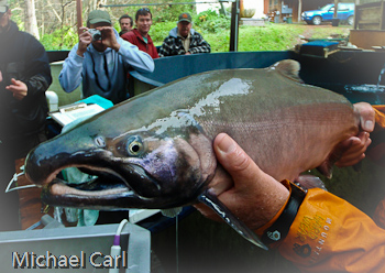 Big Adult Male Coho grown in  California