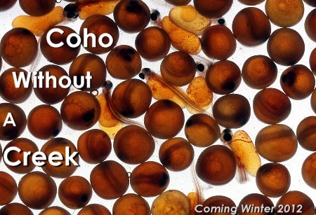 Coho without a Creek in California