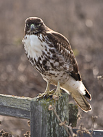 Juvenile Red-tailed Hawk