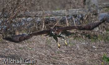 Immature Red-tailed Hawk in flight