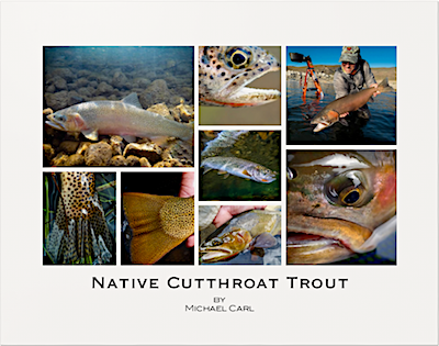 Native Westslope Cutthroat Trout Poster by Michael Carl
