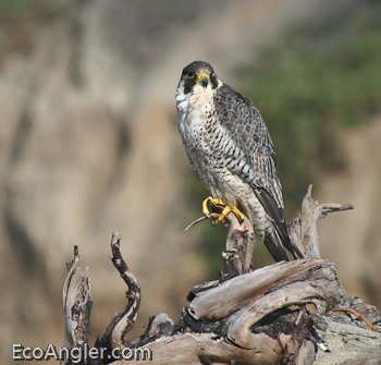 Peregrine Falcon perches below cliff near the coast