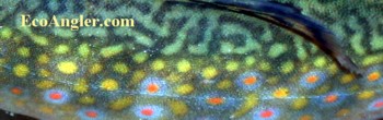 Brook trout spotting