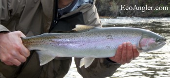 A chrome steelhead landed on the Trinity River
