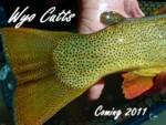 Wyoming's Native Cutthroat trout