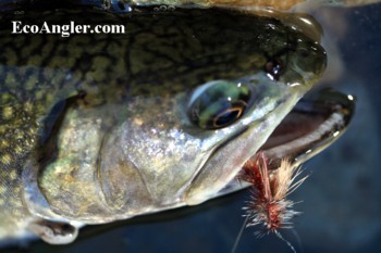Brook trout which eat a Stimulator on the North Fork Yuba River