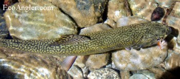 Brook trout displays the olive green wavy lines along it's back