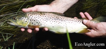 Wild Brown trout