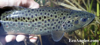 Brown trout