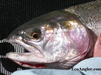 Cutthroat trout display a red slash under lower jaw