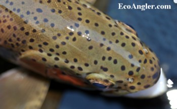 California Rainbow trout