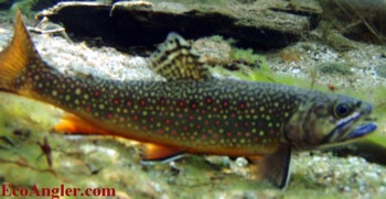 Brook trout photographed on the Lyell Fork of Yosemite National Park