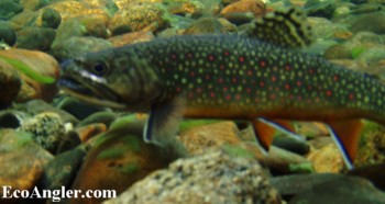 Brook trout displays rich color and spotting