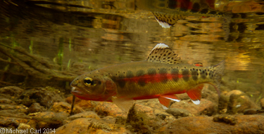 California Golden trout