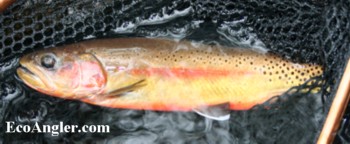 California Golden Trout