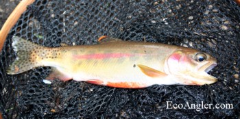 State Fish of California
