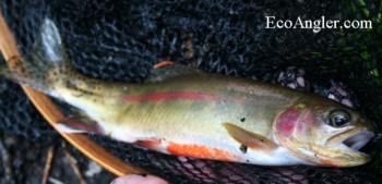 Official State Fish of California