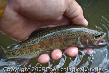 Catlow Valley Basin Redband