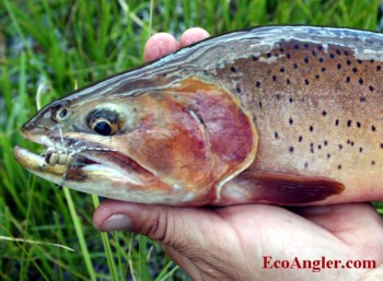 Colorado River cutthroat trout