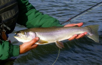 Eagle Lake Rainbow Trout caught Fly Fishing