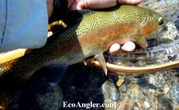 This section of the Kern River offers beautiful native rainbows