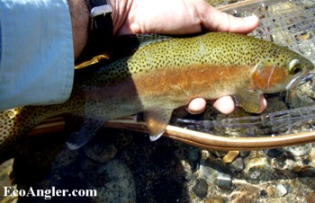 14 Inch Kern River Rainbow trout