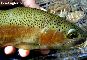 Kern River Rainbow trout with fly