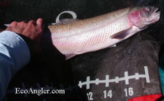20 plus inch Lahontan Cutthroat