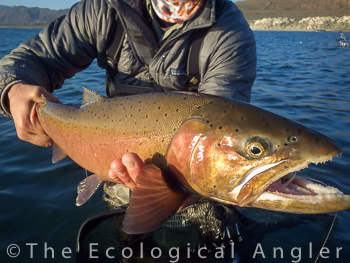 Lahontan Cutthroat trout shows black spots above lateral line