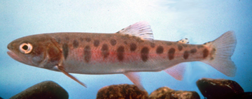 PaiuteTrout