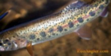 Warner Lakes redband trout