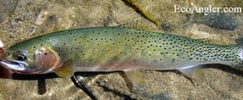 Westslope Cutthroat caught and released in St. Joe's River Idaho