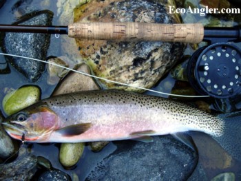 16 inch Westslope Cutthroat taken on a nymph pattern