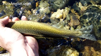 Westslope Cutthroat spotting over tail