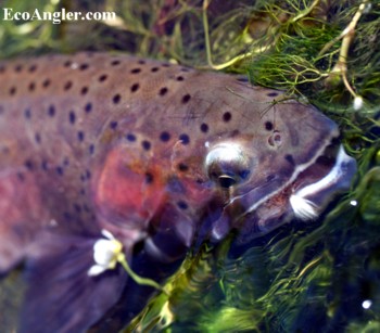 Whitehorse Creek cutthroat trout