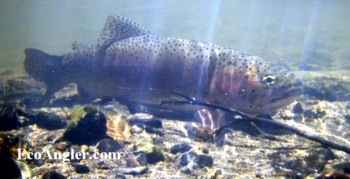 Whitehorse Creek Cutthroat signature colors