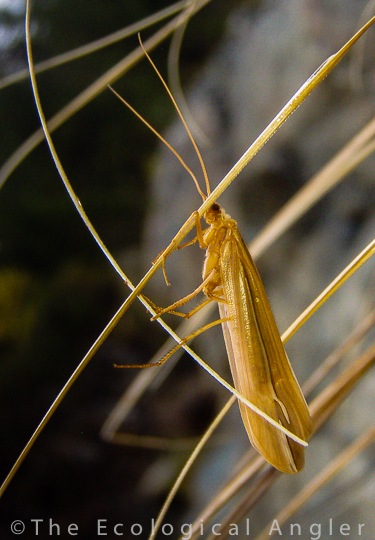 Emerged Adult Caddisfly Sierra Nevada