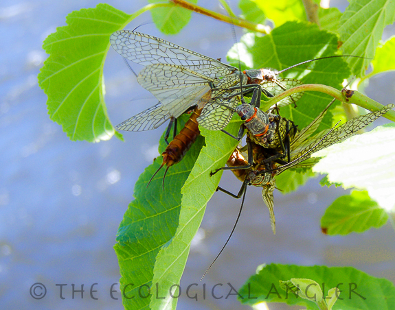 Salmonfly adults gather on stream bank after hatching.